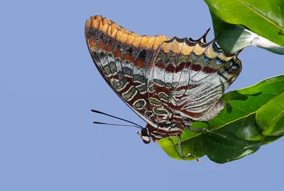 Фотографии бабочек Крыма: ощутите волшебство природы