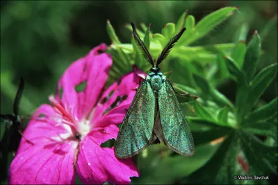 Бабочки Крыма в высоком качестве: фантастические снимки