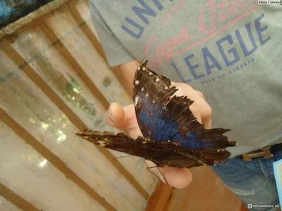 Бабочки Крыма: пленяющее их изображение на фото