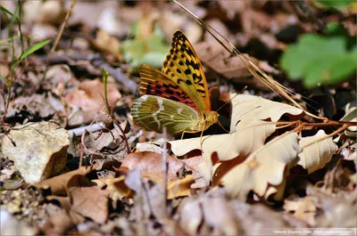 Уникальные бабочки Крыма: загадочные фото в формате WebP