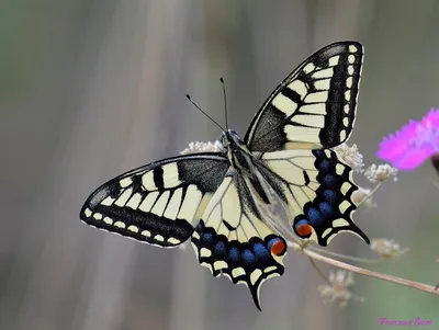 Фотографии бабочек Крыма: волшебство в каждой картинке