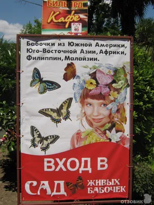 Бабочки Крыма в формате WebP: стильные и современные изображения
