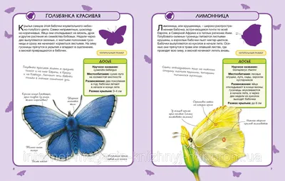 Крымские бабочки: фото с проникновенной энергетикой