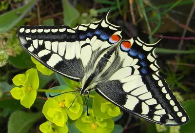 Бабочки Крыма во всех своих красках: великолепные фотографии