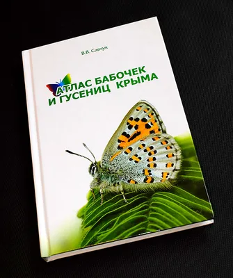 Фотографии бабочек Крыма: загадочные существа на снимках