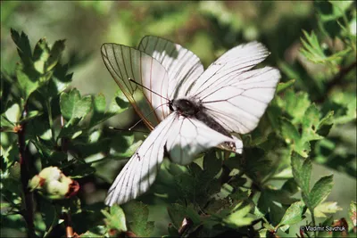Крымские бабочки: прекрасные картины природы