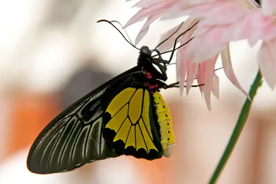 Фотографии бабочек Крыма: красота в каждом кадре
