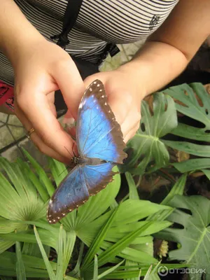 Бабочки Крыма: магические фотографии для ценителей природы