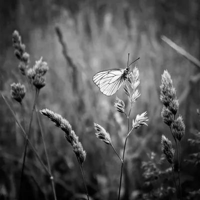 Фотографии бабочек Крыма: загадочные и элегантные