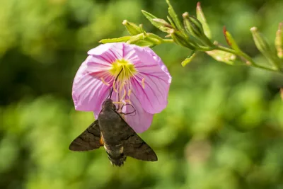 Волшебство бабочек Крыма: фото с магической атмосферой