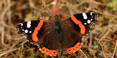 Бабочки Крыма: уникальные изображения в ассортименте