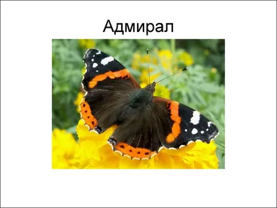 Бабочки Крыма: изысканные снимки для визуального удовольствия