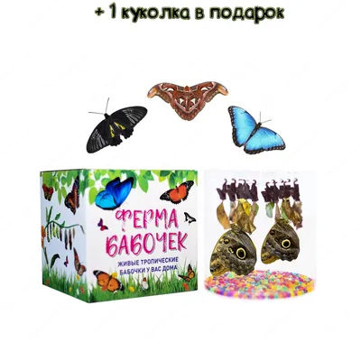 Фотографии бабочек Крыма: зачаровывающие взгляд снимки