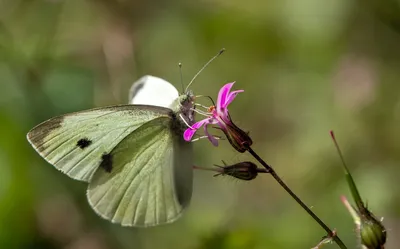 Фантастические бабочки Крыма: скачать впечатляющие изображения