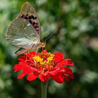 Фотографии бабочек Крыма: изящество и грация в одной картинке