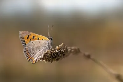 Бабочки Крыма: спектакульные фотографии, создающие эмоции