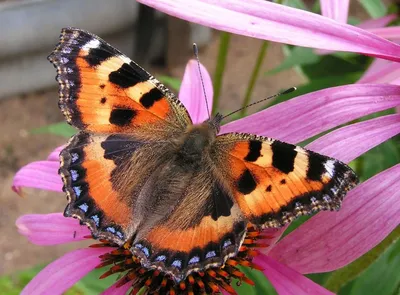 Бабочки махаон  фото