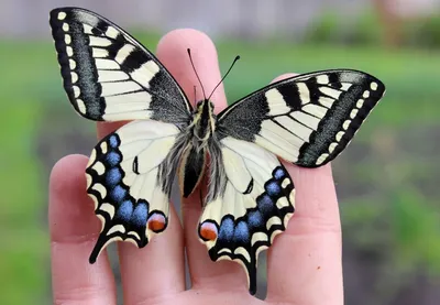Бабочки махаон фотографии