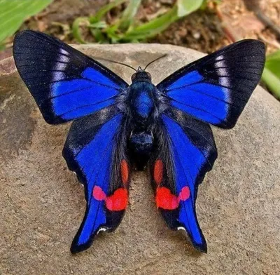 Великолепные фотки бабочек