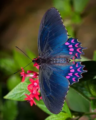 Фото бабочек в формате PNG