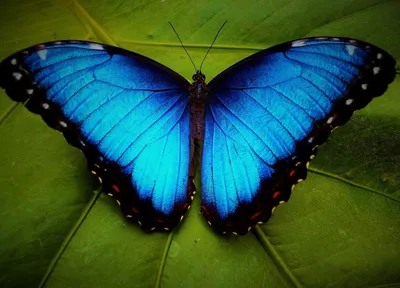 Великолепные изображения разнообразных бабочек