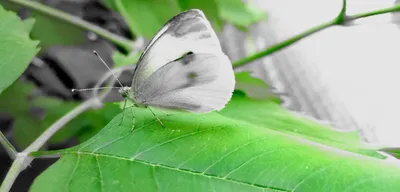 Великолепные изображения удивительных бабочек