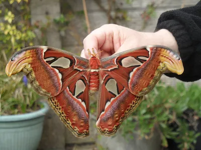 Фото уникальных бабочек в формате JPG высокого разрешения