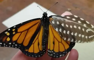 Фотки разных видов бабочек, притягивающие взгляд своей красотой