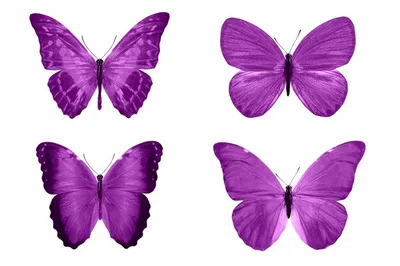Фотография бабочек, разрешение 1920x1080, формат WebP