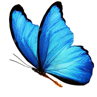 Бабочки на белом фоне: фото в формате PNG