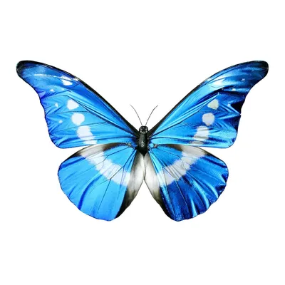 Фотка бабочек на белом фоне, разрешение 1366x768, формат PNG