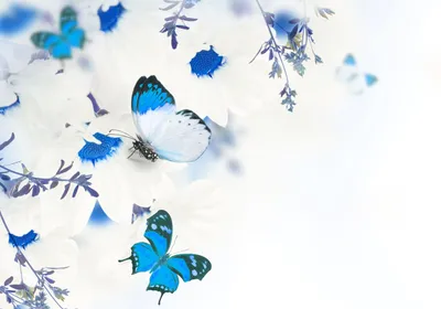 Бабочки на белом фоне: фотография в формате WebP