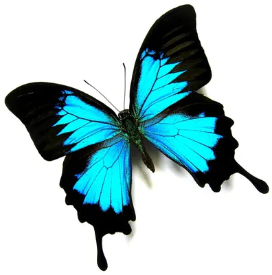 Бабочки на белом фоне: изображение в формате PNG