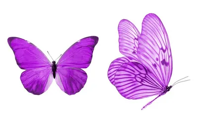 Бабочки на белом фоне, размером 1024x768, формат PNG