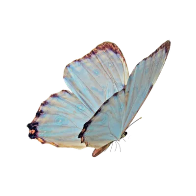 Изображение бабочек, формат PNG