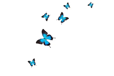 Бабочки на белом фоне: фото разрешением 1920x1080, формат WebP