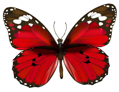 Фото с бабочками, разрешение 1920x1080, формат JPG