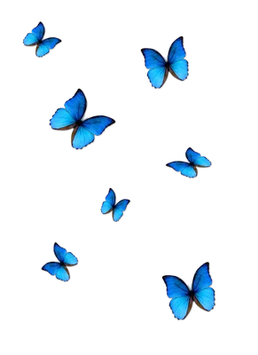 Фотография бабочек, доступна для скачивания в формате PNG
