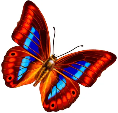 Фотка бабочек, разрешение 800x600, формат JPG