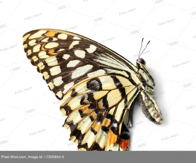 Изображение бабочек, формат JPG