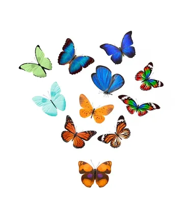 Бабочки на белом фоне: фото разрешением 1280x800, формат PNG
