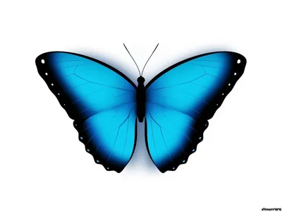 Фотка бабочек на белом фоне, формат PNG