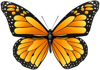 Бабочки на белом фоне, доступны для загрузки в формате PNG