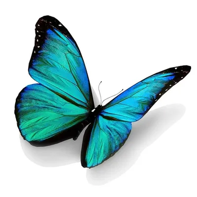 Фото бабочек на белом фоне, размером 1024x768, формат JPG