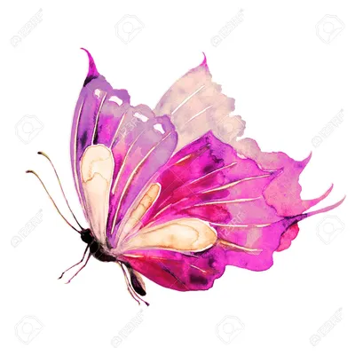Фото с бабочками: изображение в формате JPG