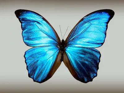 Бабочки на белом фоне, разрешение 1920x1080, формат WebP