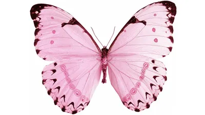 Изображение бабочек на белом фоне, формат JPG
