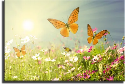 Бабочки на лугу - Маленькое изображение в формате JPG