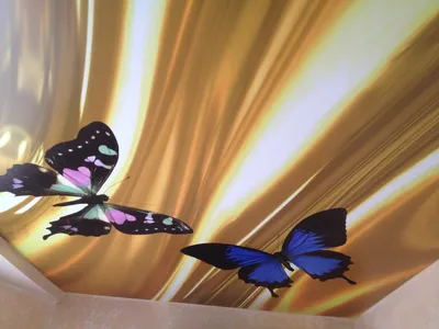 Разноцветные бабочки - скачать в JPG формате