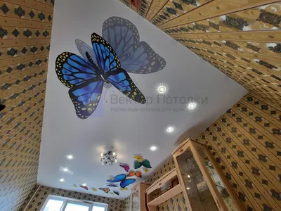 Фото бабочек на потолке для скачивания в PNG